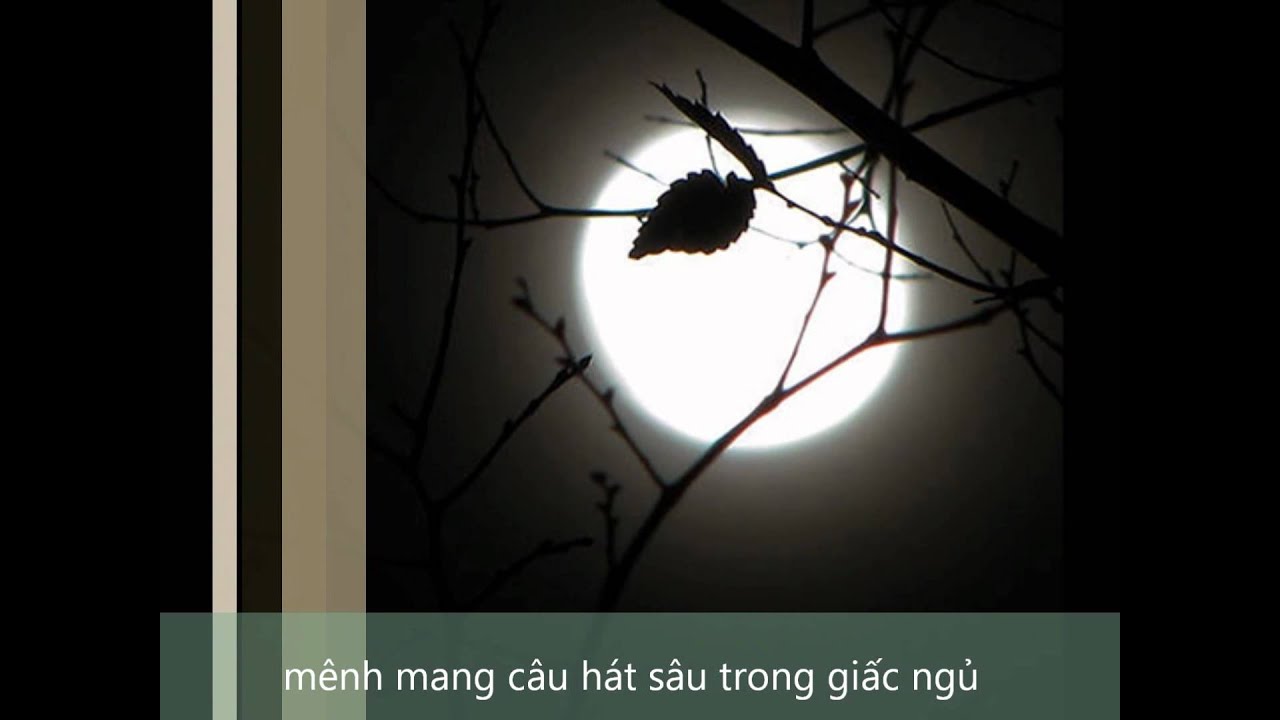 cây bàng Bức Tường